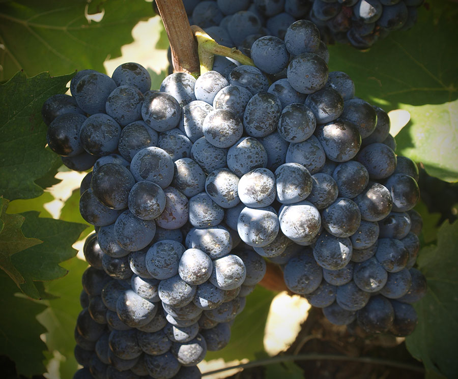 1980 - Valerio Bianchi si unisce alla produzione vino Sangiovese - Viticoltura biologica Maremma